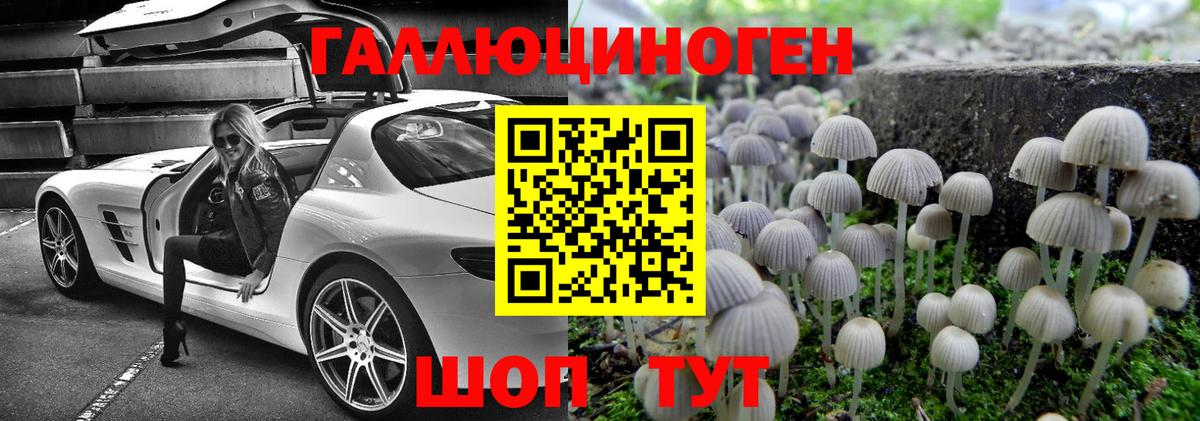 Камень-на-Оби  Псилоцибиновые грибы прущие грибы  Вход с VPN  Галлюциногенные грибы Psilocybe 